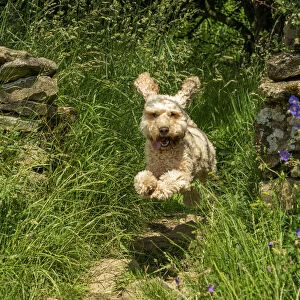 Dog leaping down a garden path