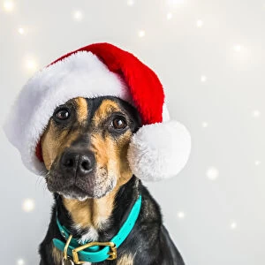 Dog wearing a Santa Claus hat for a Christmas portrait