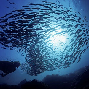 Ecuador, Diver and schooling Black Striped Salema (Xenocys Jessiae); Galapagos Islands