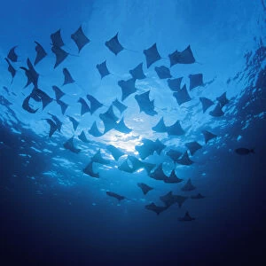 Ecuador, School of Cownose Rays (Rhinoptera Steindachneri) swimming close to water surface; Galapagos Islands