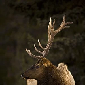 Elk (Cervus Canadensis); Bull Elk Looking To The Side