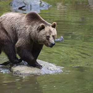European Brown Bear (Ursus arctos) on Rock in Pond, Bavaria, Germany