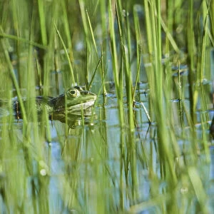European common frog in a wetland