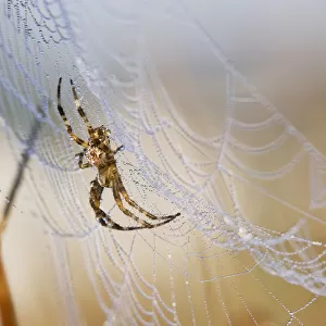A European Garden Spider Waits In Her Web; Astoria, Oregon, United States Of America