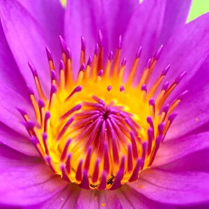 Extreme Close-Up Of Center Of Pink Water Lily Flower, Yellow Center