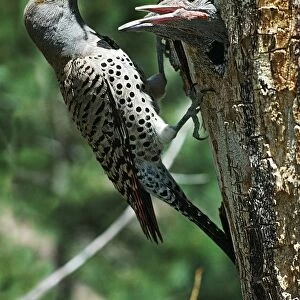 Female Northern Flicker (Colaptes Auratus) Greeted By Young In Nest In The Cavity Of A Tree; New Mexico, Usa