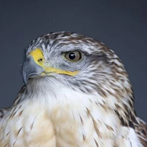 Ferruginous Hawk (Buteo Regalis)