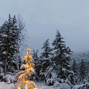 A Festive Mountain Hemlock Evergreen Tree Strung With White Lights And Covered In Snow In A Wintery Landscape, Kenai Mountains; Moose Pass, Alaska, United States Of America