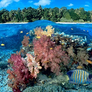 Fiji, Over / Under Reef Scene, Angelfish, Pygoplites Diacanthus