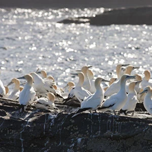 A Flock Of Gannets Standing On A Rock By The Water; Noss, Scotland