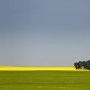 A Flowering Canola Field In The Distance Framed By A Green Wheat Field With A Group Of Trees, Metal Grain Bins And Blue Sky; Acme, Alberta, Canada