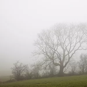 Fog Over A Field And Trees; Northumberland, England