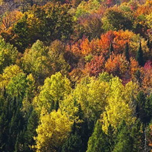 Forest In Autumn Colours; West Bolton, Quebec, Canada