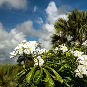 Frangipani (Plumeria Rubra), Hawaiian Lei Flower; Antigua, West Indies