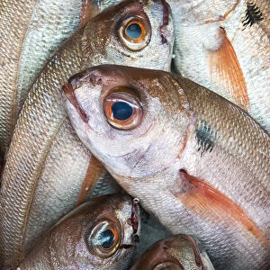 Fresh Caught Fish; Tarifa, Cadiz, Andalusia, Spain