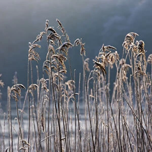 Frozen Reeds At The Shore Of A Lake, Cumbria, England