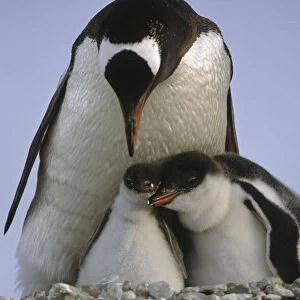 Gentoo Penguin Parent & Chicks Huddled Together / Nnew Island Falkland Islands