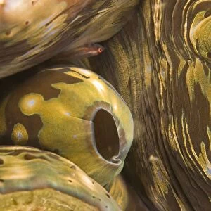 Giant Clam And Goby Fish