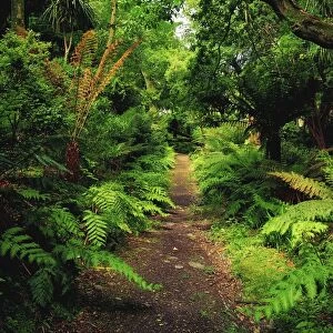 Glanleam, Co Kerry, Ireland; Pathway Lined By Tree Ferns (Dicksonia Antartica)