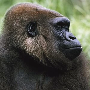 Gorilla Profile Portrait; Captive, Native To Rainforest Region Of Western Africa