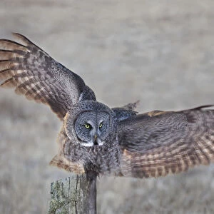 Great Grey Owl (Strix Nebulosa) On Fence Post; Thunder Bay, Ontario, Canada