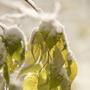Green Leaves Covered With Snow And Ice; Thunder Bay, Ontario, Canada