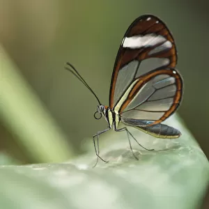 A Greta oto or Glasswing butterfly rests on a leaf in Monteverde, Costa Rica