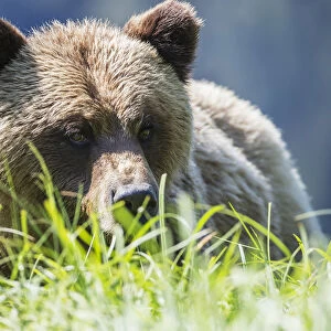 Grizzly Bear (Ursus Arctos Horribilis), Khutzymateen Sanctuary, Near Prince Rupert; British Columbia, Canada