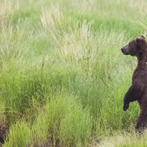 Grizzly Bear (Ursus Arctos) Standing On Its Hind Legs To Get A View Above The Weeds Near The Brooks River In Katmai National Park And Preserve, Southwest Alaska; Alaska, United States Of America