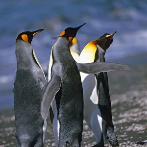 Group Of King Penguins Interacting Together South Georgia Island Antarctic