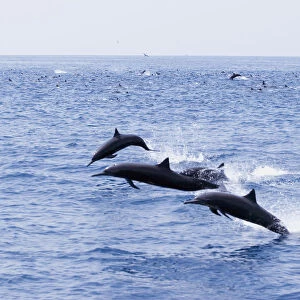 Guatemala, Puerto Quetzal, Spinner Dolphins Jumping