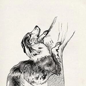 Half Bred Shepherd Dog Caressing His Master. Illustration By Mr. A. May From The Book The Expression Of The Emotions In Man And Animals By Charles Darwin, From The Popular Edition Published 1904