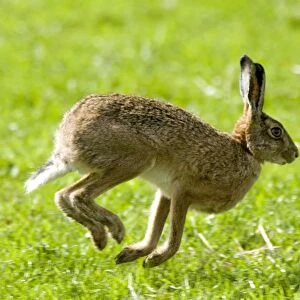 Hare Hopping In The Grass