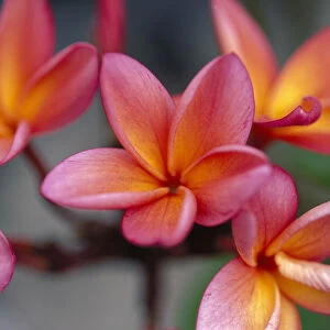 Hawaii, Close-Up Of Pink Yellow Plumeria Flowers On Plant Outdoor