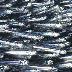 Hawaii, Close-Up Detail Of Schooling Anchovy, Side View (Stolephorus Species)
