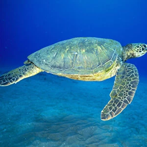 Hawaii, Green Sea Turtle Swims Midwater Clear Water, Sandy (Chelonia Mydas) A77D