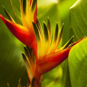 Hawaii, Maui, Heliconia Flowers