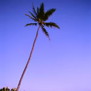 Hawaii, Oahu, View Of Diamond Head During Purple Blue Sunset, Palm In Foreground, Calm Water