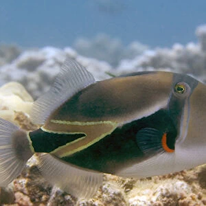 Hawaii, Picasso Triggerfish (Rhinecanthus Rectangulus) Swimming Over Coral