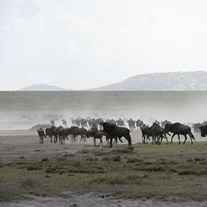Herd Of Wildebeest (Connochaetes Taurinus) Stirs Up Dust While Moving Across Serengeti Short Grass Plains Near Ndutu, Ngorongoro Crater Conservation Area; Tanzania