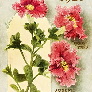 Historic Harris Seeds Catalog With Illustration Of Triumph Petunia Flower From 20th Century
