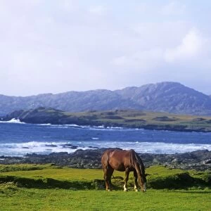 Horse Grazing In A Field, Beara Peninsula, Allihies, County Cork, Republic Of Ireland