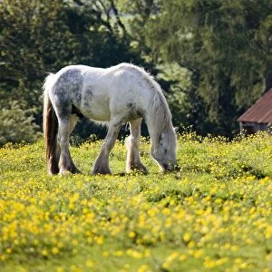 Horse Grazing In Field Of Buttercups