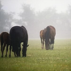 Horses; Horses Grazing In The Mist