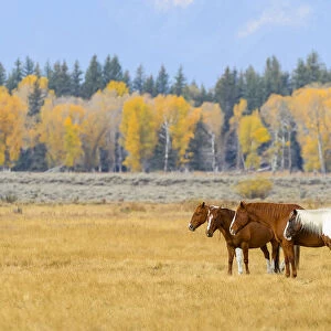 Horses standing in field together, Grand Teton National Park, autumn, Wyoming, USA