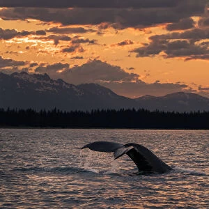 Humpback whale lifting its fluke while feeding in the Lynn Canal at sunset, SE Alaska, USA