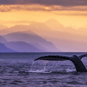 Humpback Whale (Megaptera Novaeangliae) At Sunset, Lynn Canal, Chilkat Mountains, Inside Passage