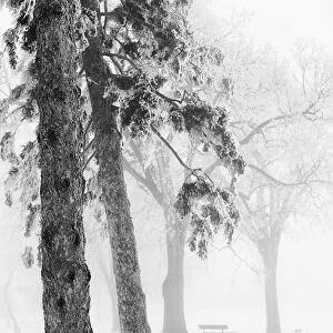 Ice fog in winter assiniboine park; Winnipeg manitoba canada