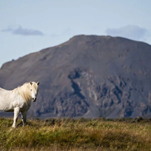 Icelandic horse in the natural landscape; Iceland