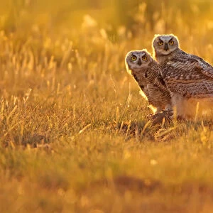 Immature Great Horned Owls Backlit In A Grass Field, Saskatchewan